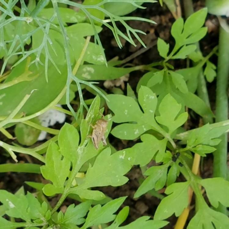 plant image 437937