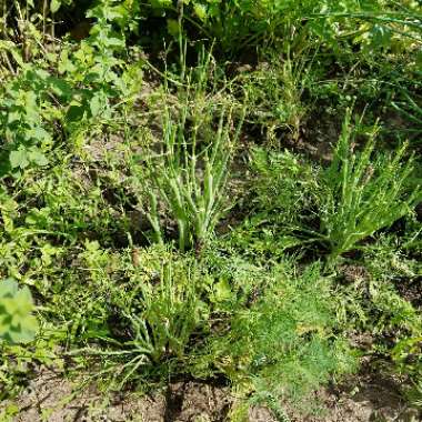 Anethum graveolens