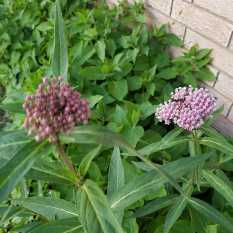 Plant image Asclepias tuberosa