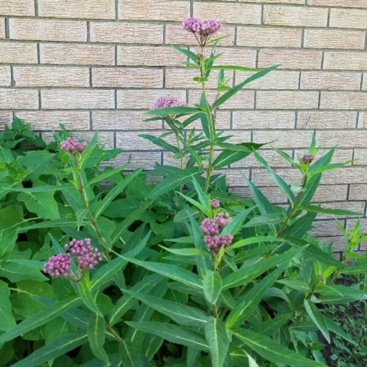 plant image 451017