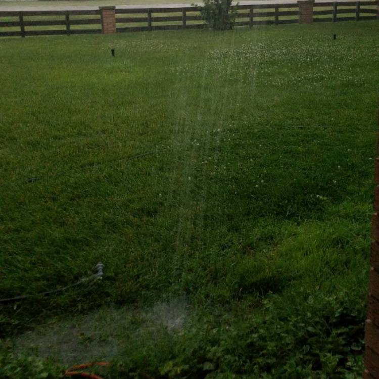 plant image 457569