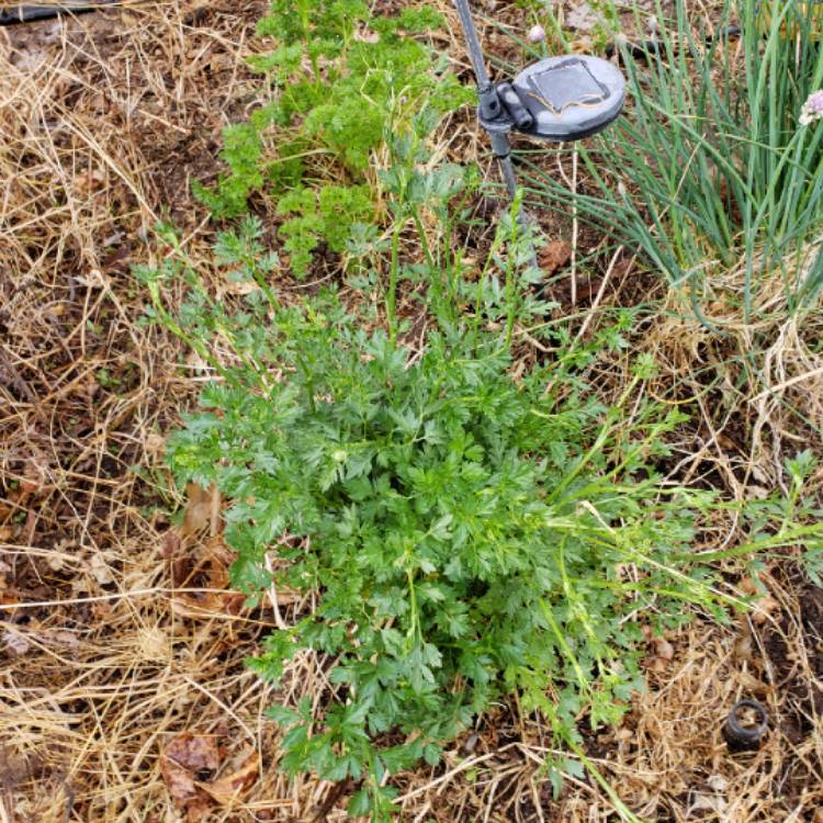 plant image 688599