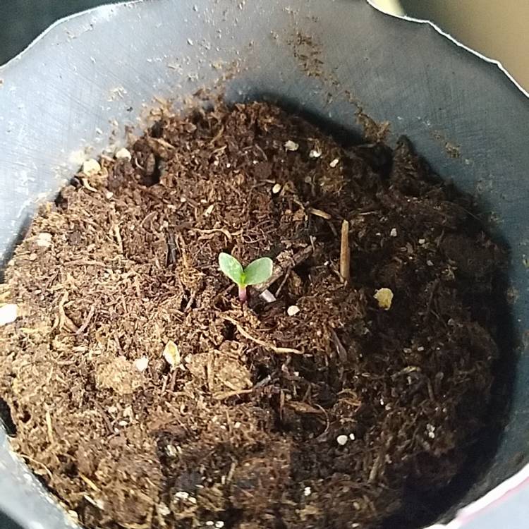 plant image 1483775