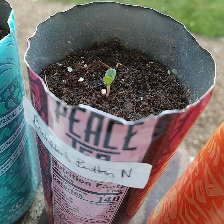 plant image 1486980