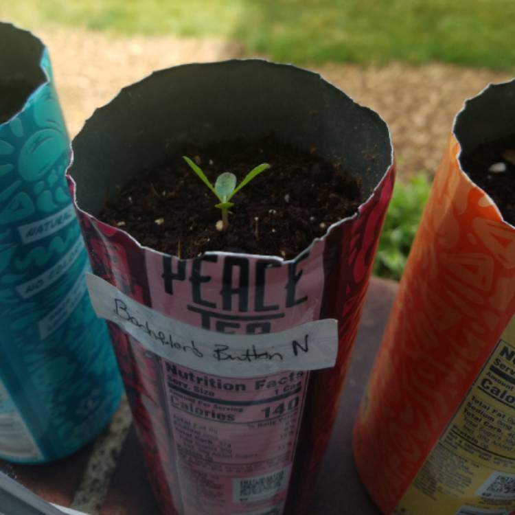 plant image 1492260