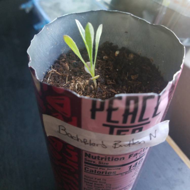 plant image 1496446