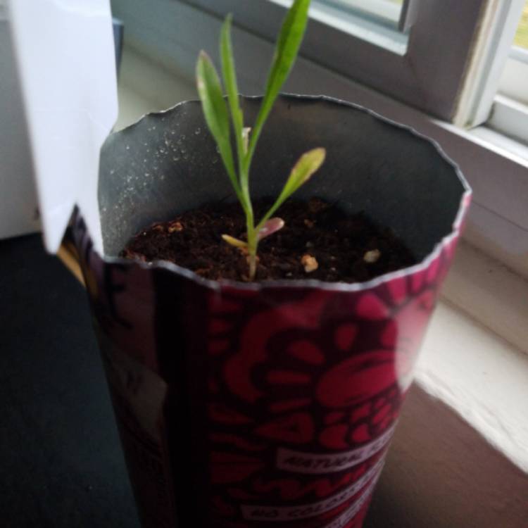 plant image 1499979