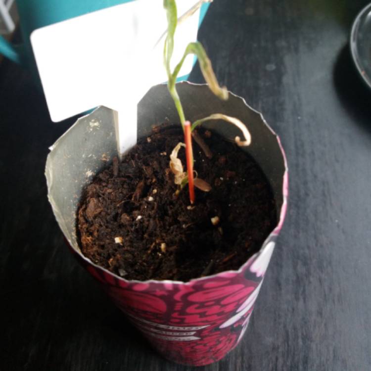 plant image 1505053