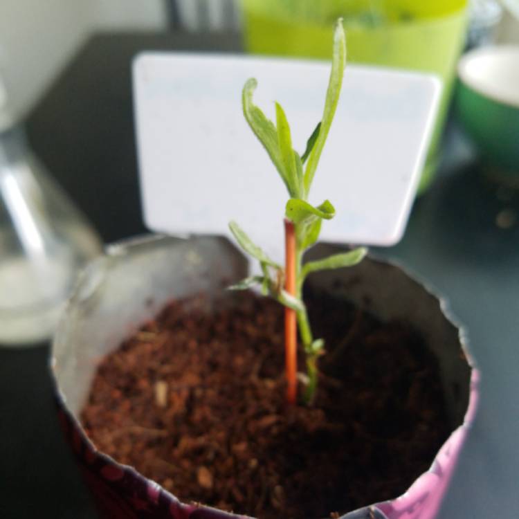 plant image 1509505