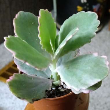 Kalanchoe Fedtschenkoi