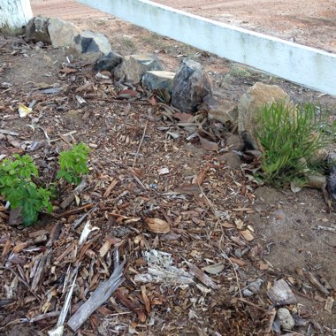Grevillea