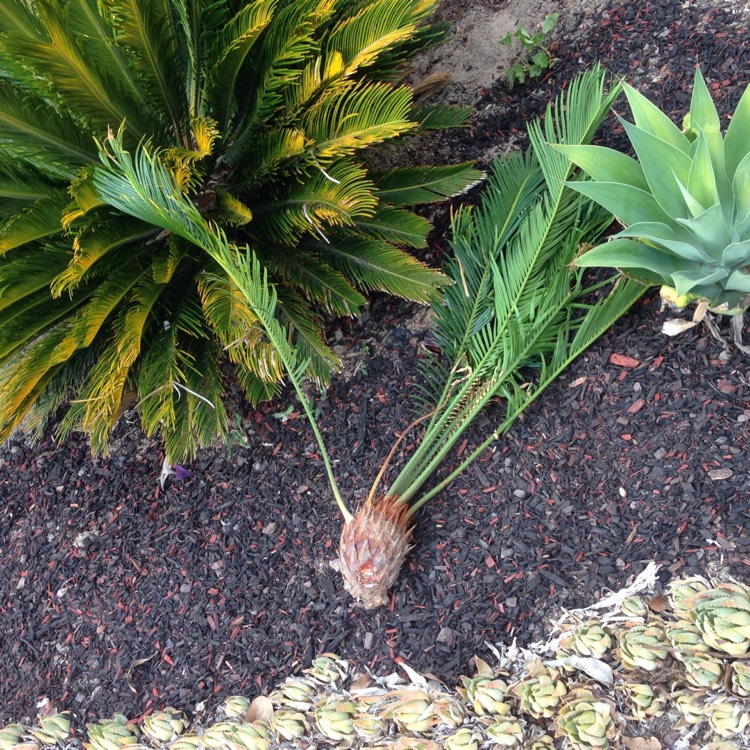 Plant image Encephalartos altensteinii
