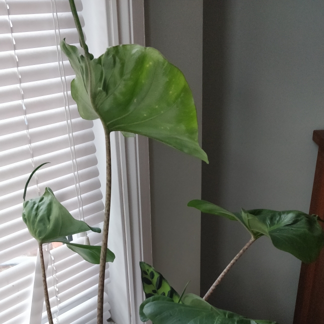 plant image 838212