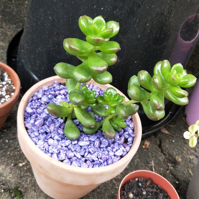plant image 1093057