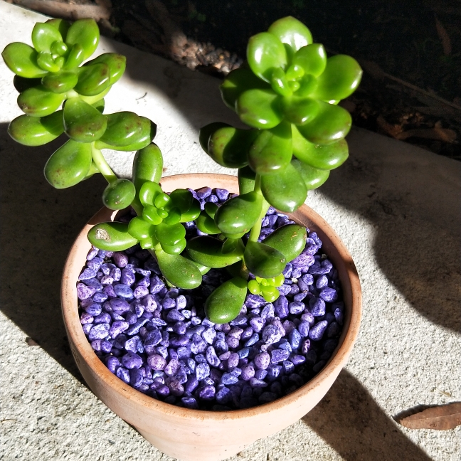 Plant image Sedum lucidium 'Coachwood'