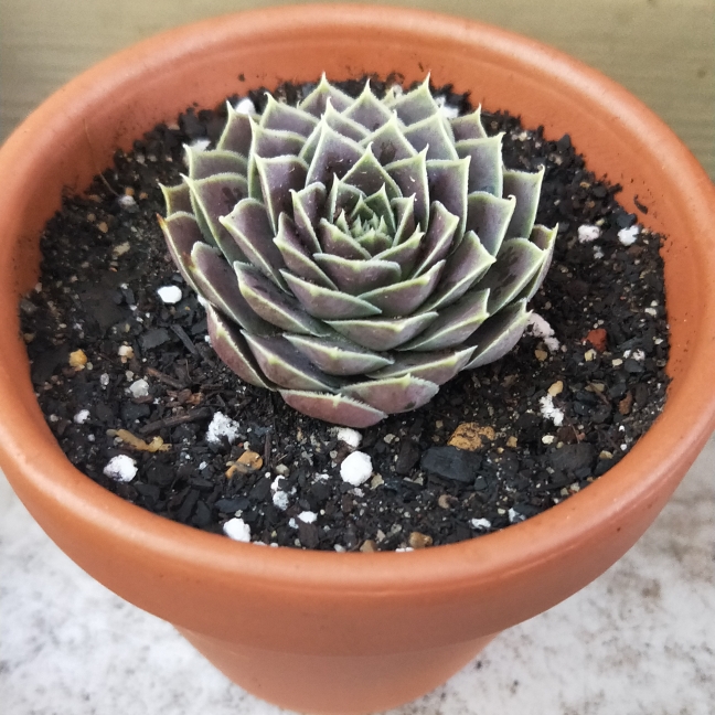 plant image 1099957