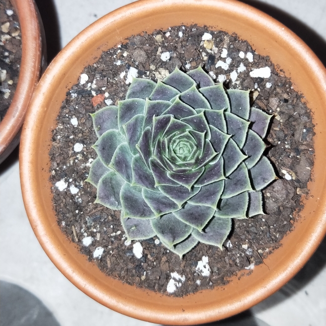 plant image 1115177
