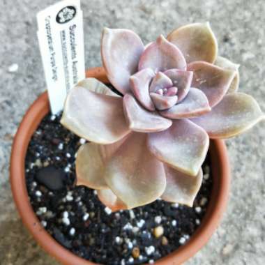 Graptopetalum Purple Delight syn. Graptopetalum Snow White