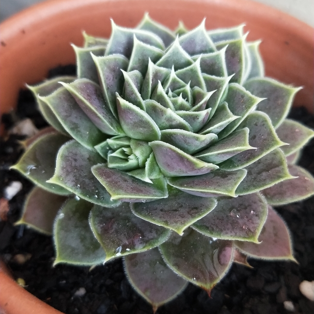 plant image 1164314