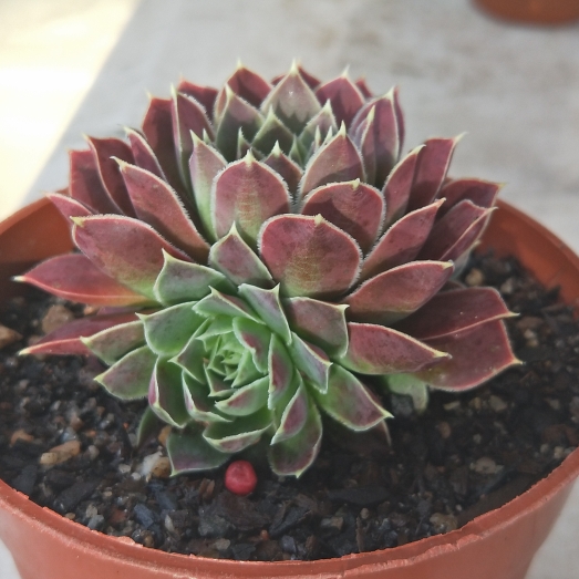 plant image 1214035