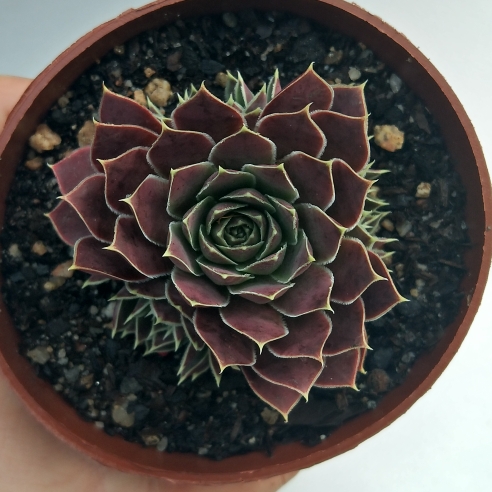 plant image 1214036