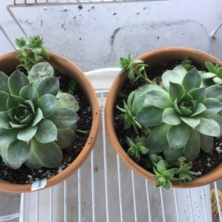 plant image 1131852