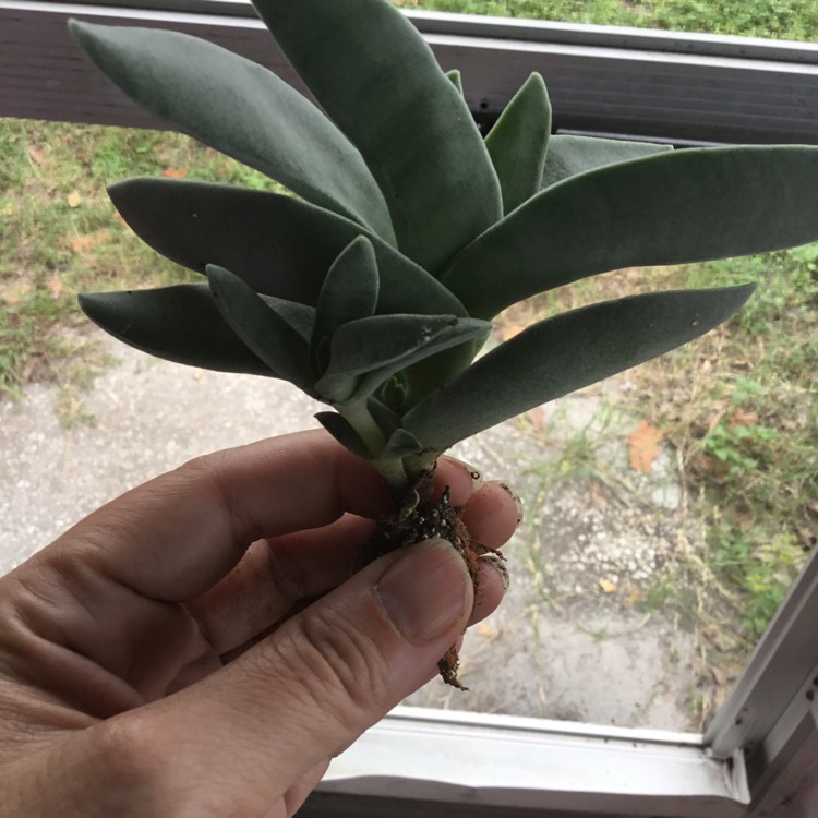 plant image 1132854 plant image 1132854