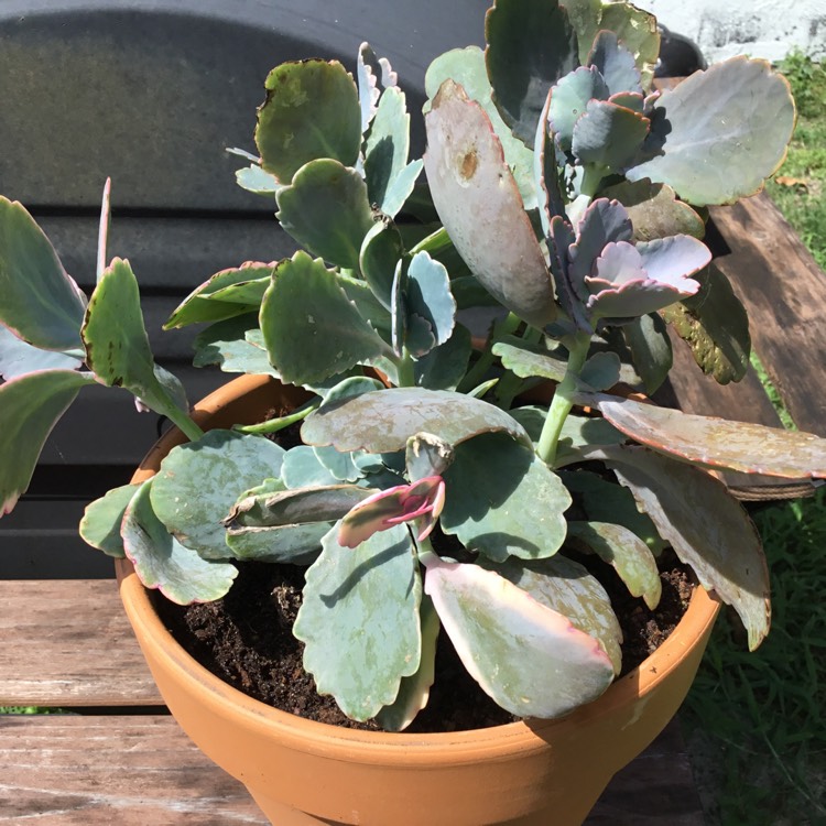 plant image 1150505