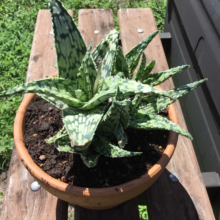 Plant image Aloe 'Snowstorm'