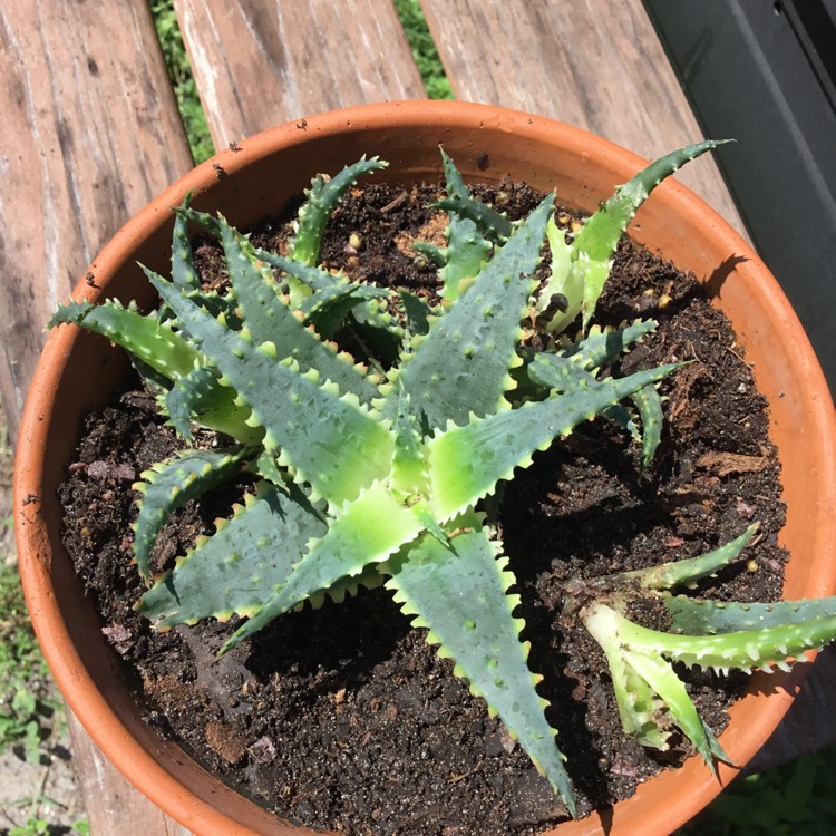 Plant image Aloe 'Christmas Sleigh'