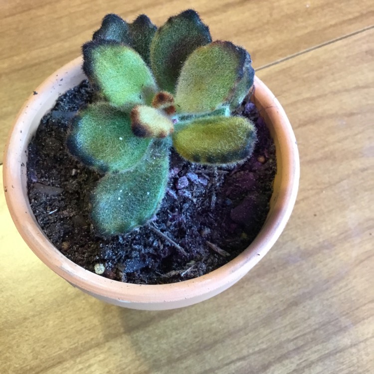 Plant image Kalanchoe tomentosa 'Teddy Bear'