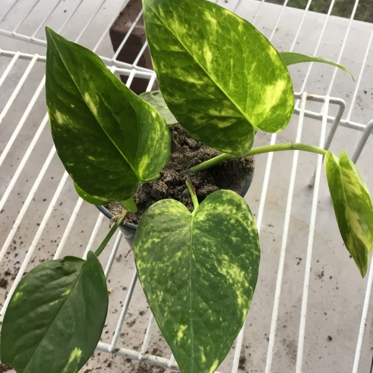 plant image 1160947
