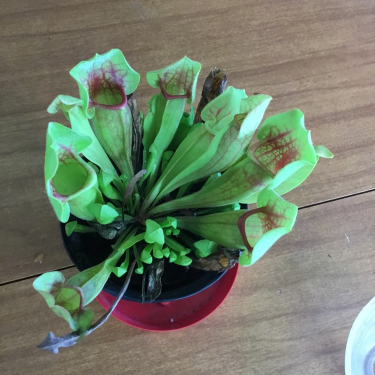 plant image 1162493