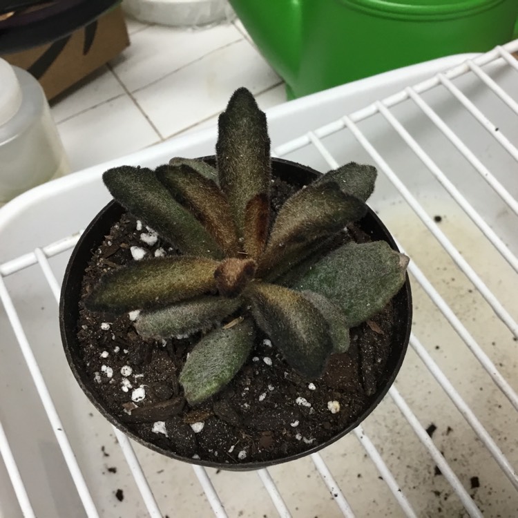 Plant image Kalanchoe Tomentosa Cinnamon