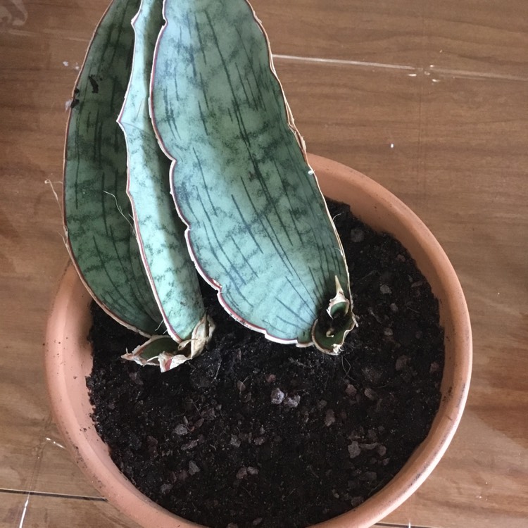 Plant image Sansevieria kirkii 'Silver Blue'