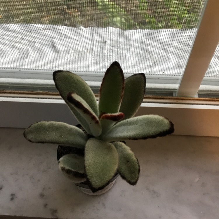 Plant image Kalanchoe tomentosa 'Black Tie'