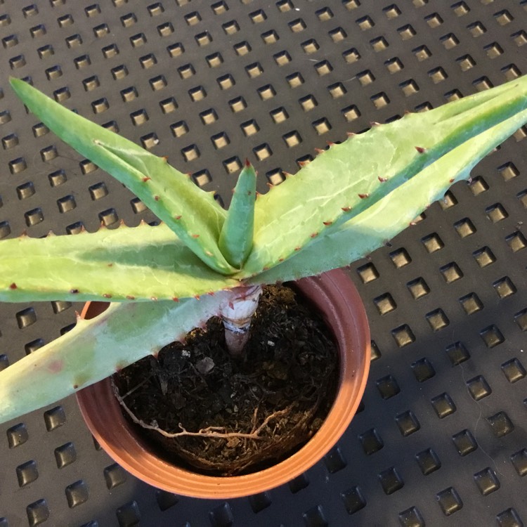 plant image 1199487