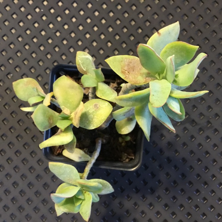 plant image 1199490