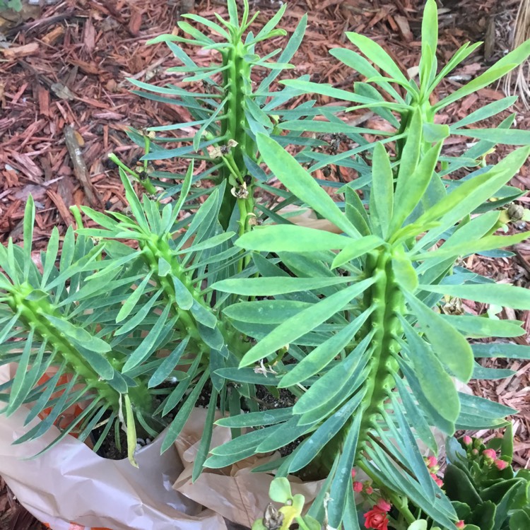 Plant image Euphorbia Loricata