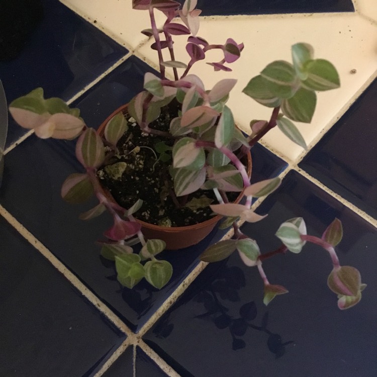 Plant image Callisia repens 'Bianca'