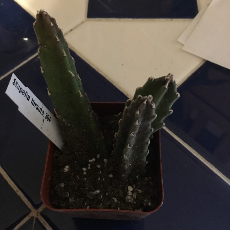 plant image 1205109