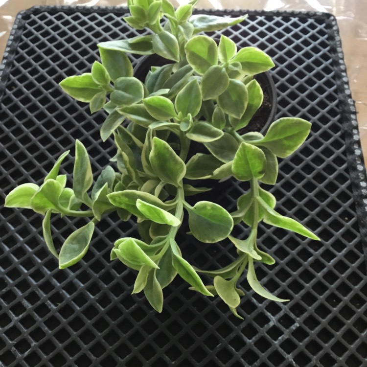Plant image Aptenia cordifolia variegata 'Crystal'
