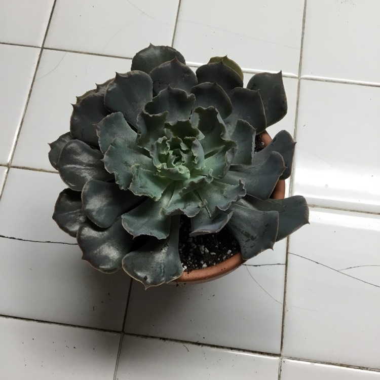 Plant image Echeveria Rosea Grandis