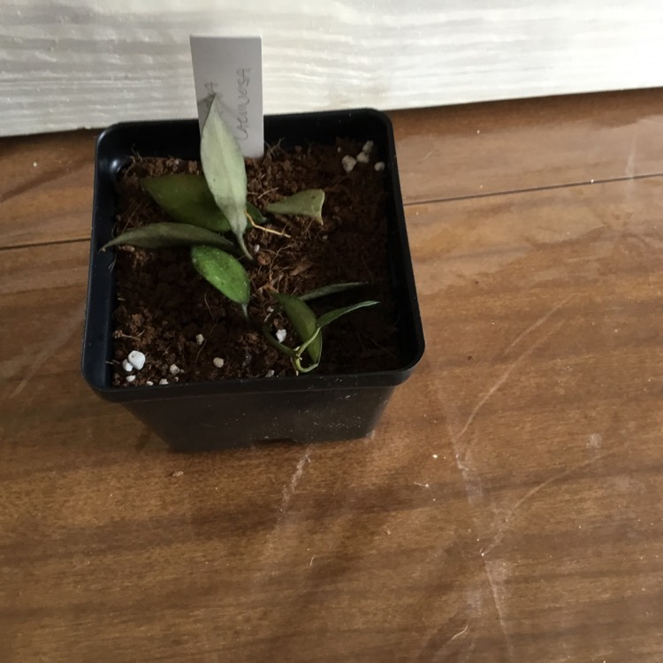 plant image 1208239
