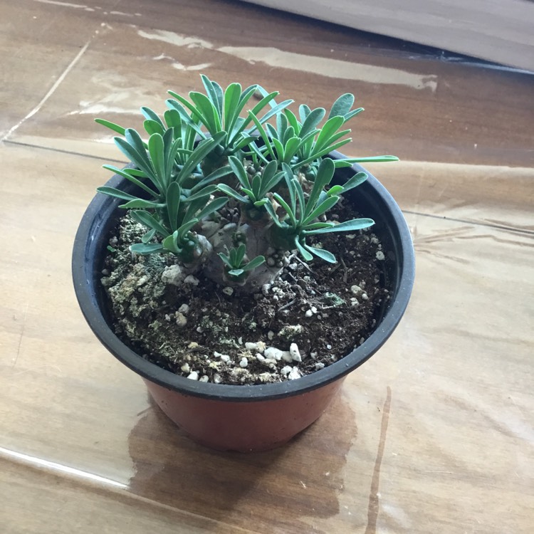 Plant image Euphorbia x japonica syn. Euphorbia cv. Cocklebur