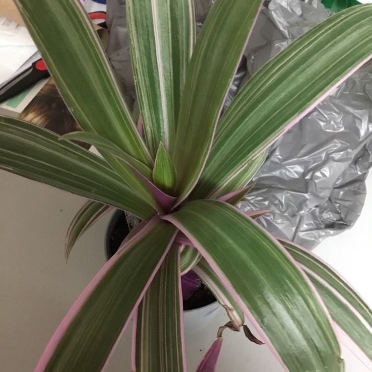 plant image 1210735