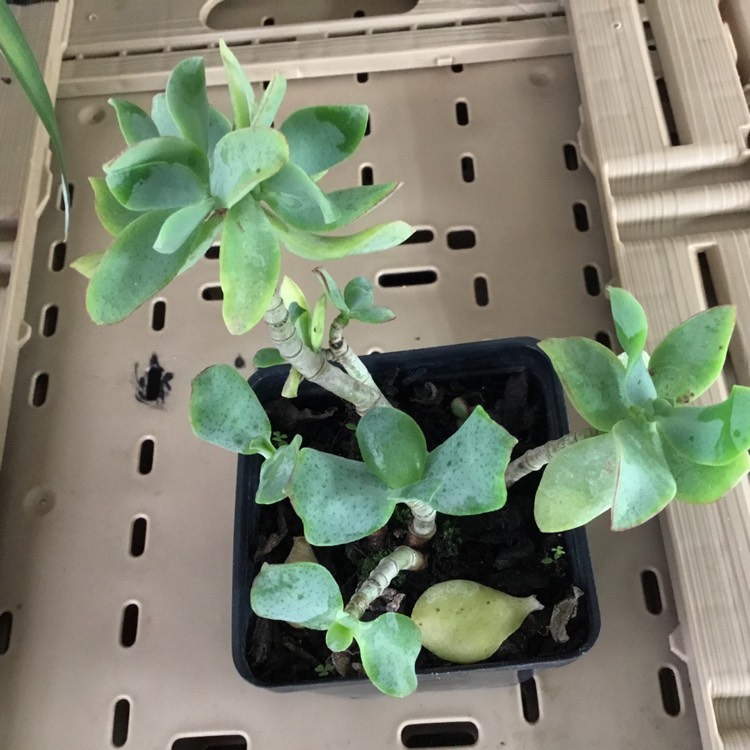 plant image 1211246