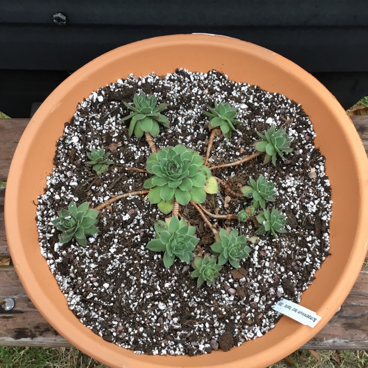 plant image 1211335