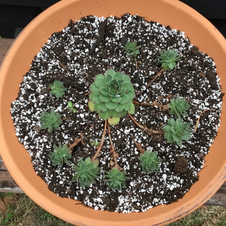 Plant image Sempervivum Tectorum Isella