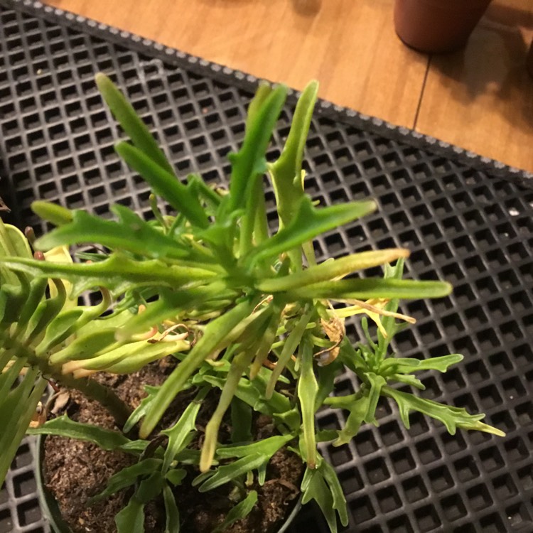 plant image 1213115